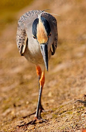 Yellow-crowned night heron