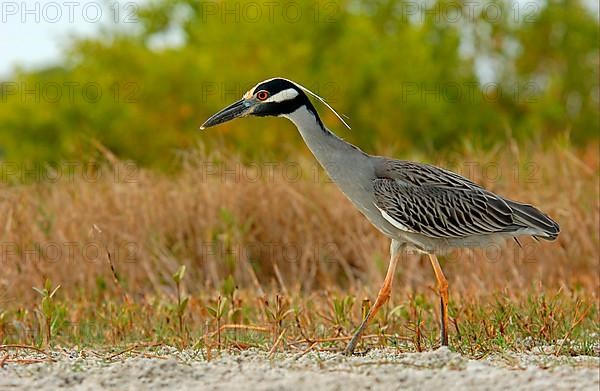 Yellow-crowned night heron