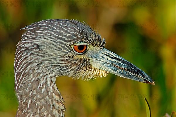 Yellow-crowned night heron