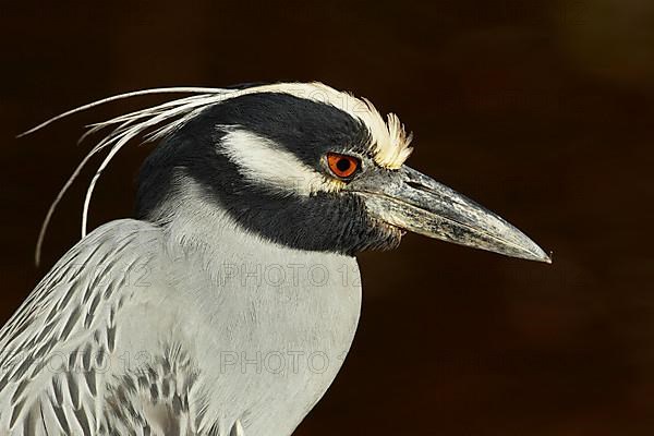 Yellow-crowned Night-heron