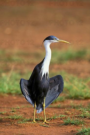 Pied heron