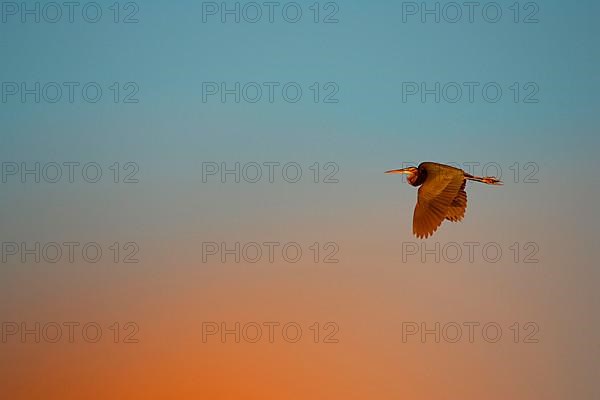 Purple heron