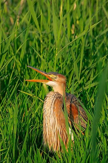 Purple Heron