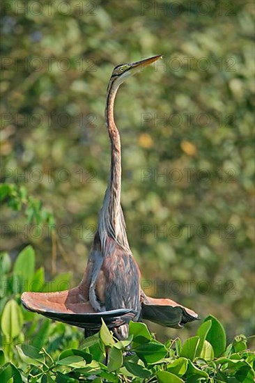 Purple Heron