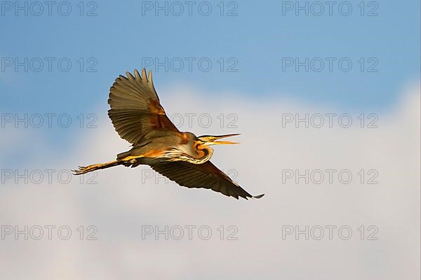 Purple heron