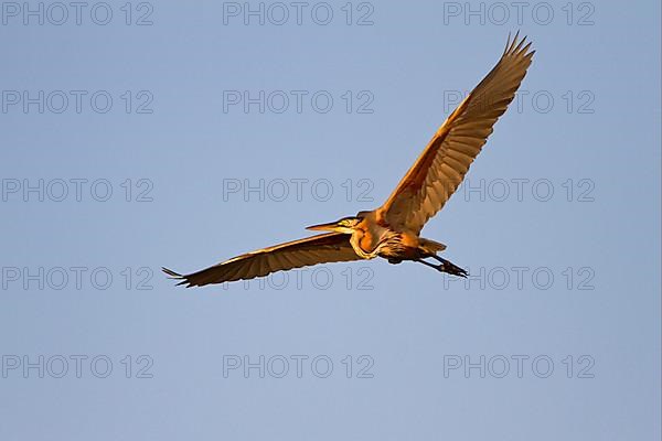 Purple heron