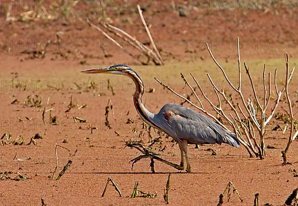 Purple heron