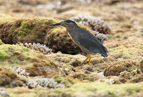 Striated striated heron