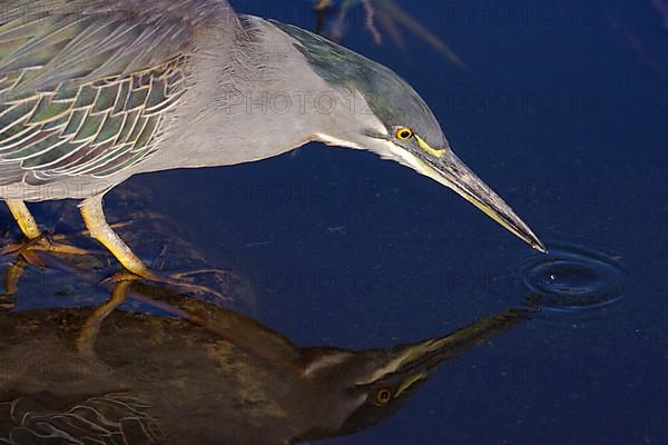 Striated Heron