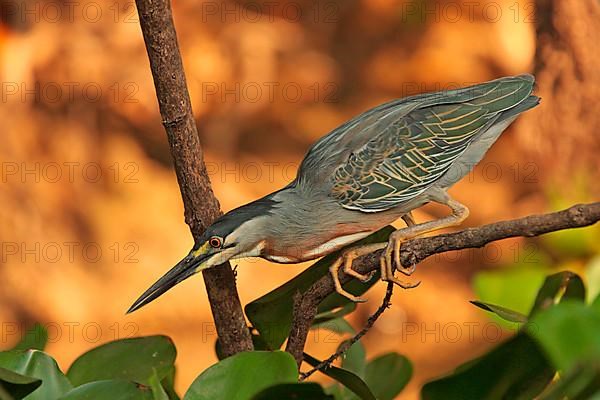 Striped heron