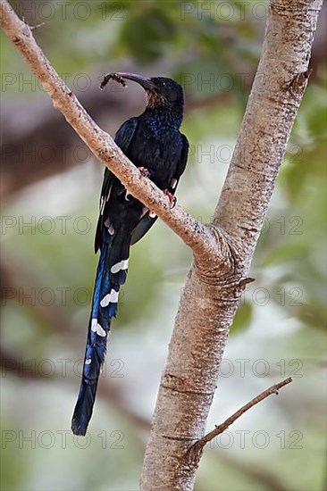 Green green wood hoopoe