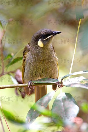 Lewin's Honeyeater