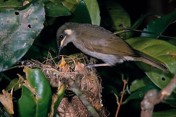 Lesser Lewin Honeyeater