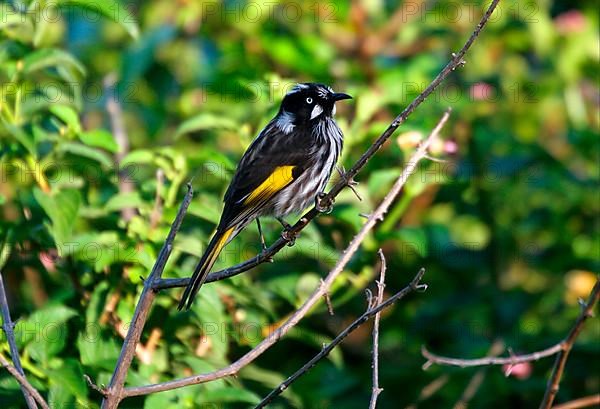 New Holland honeyeater