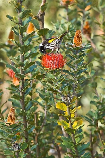 New Holland Honeyeater