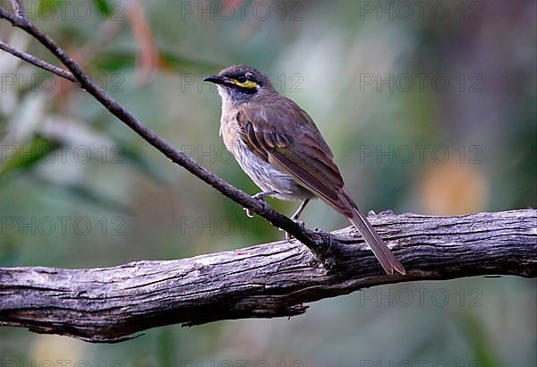 Yellow-faced Honeyeater