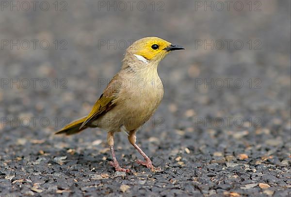 White-plumed Honeyeater