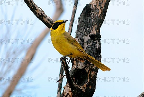 Yellow-tufted Honeyeater