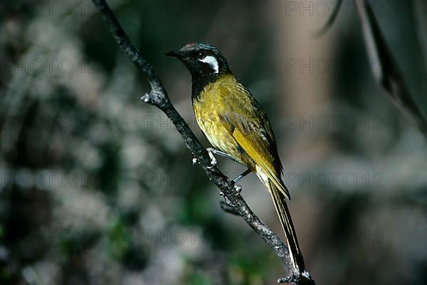 Black-throated Honey-eater