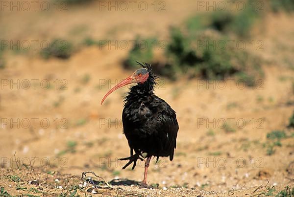 Bald Ibis