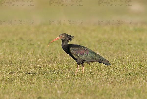 Bald Ibis