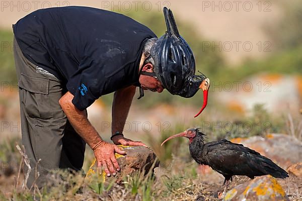 Northern northern bald ibis