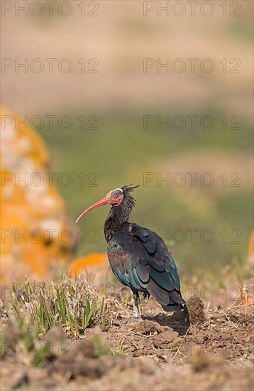 Bald Ibis