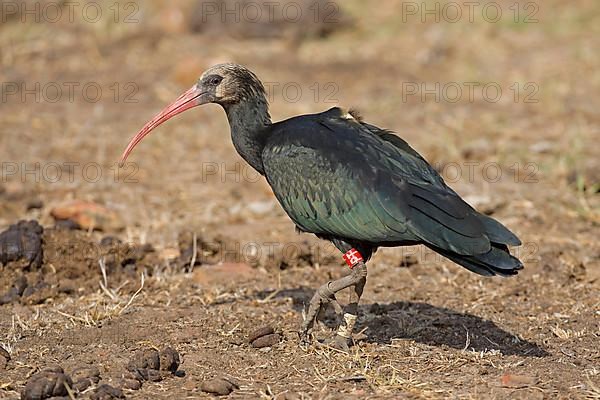 Northern Bald Ibis