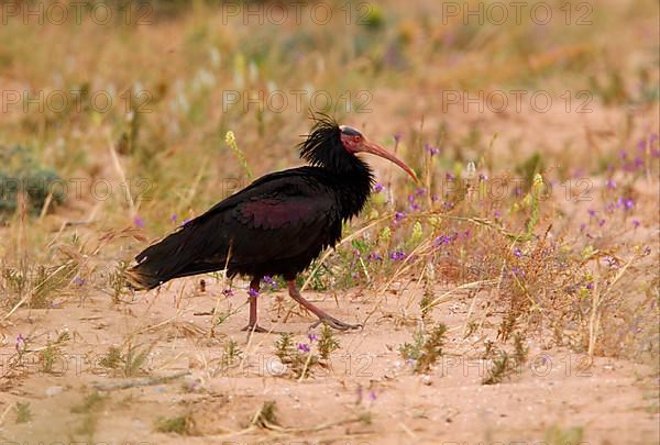 Northern Bald Ibis