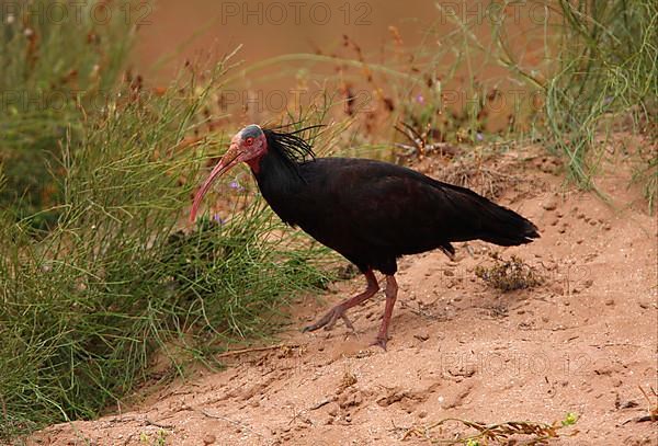 Northern Bald Ibis