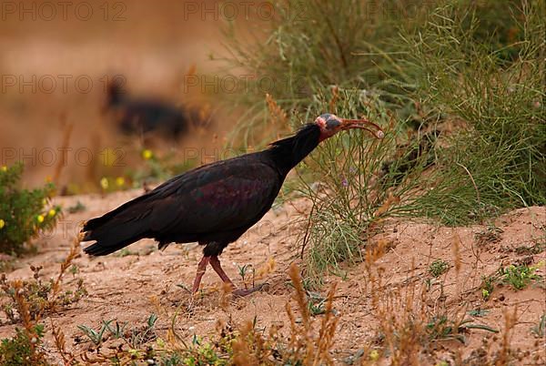 Northern Bald Ibis