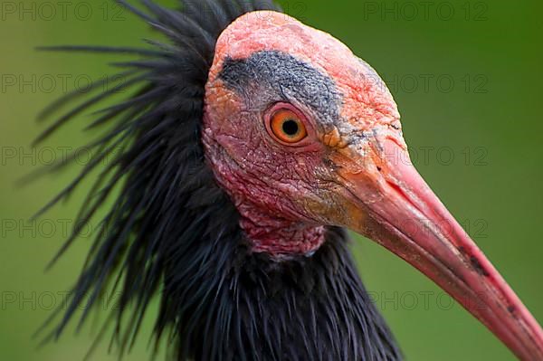 Bald Ibis