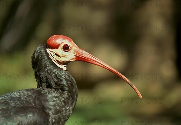 Bald Ibis