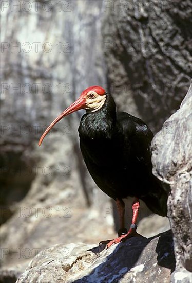 Bald Ibis