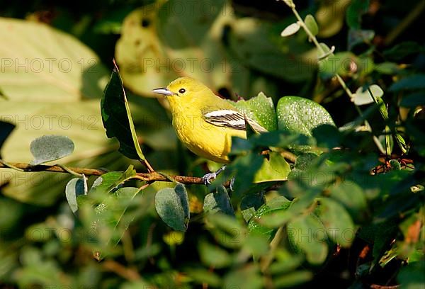 Common Iora