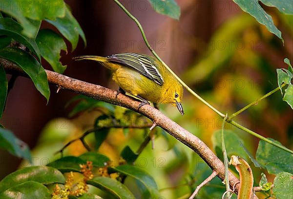 Common Iora