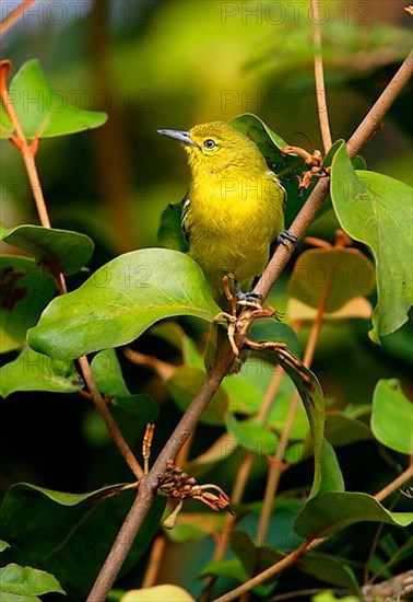 Common Iora