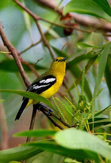 Common Iora