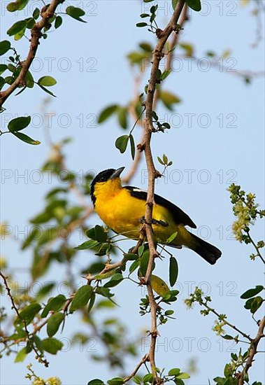 Common Iora