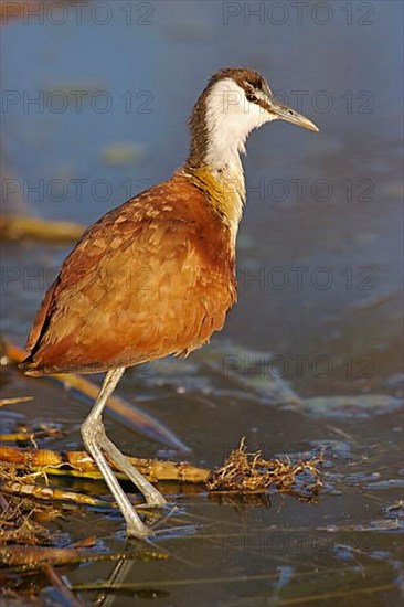 African Jacana