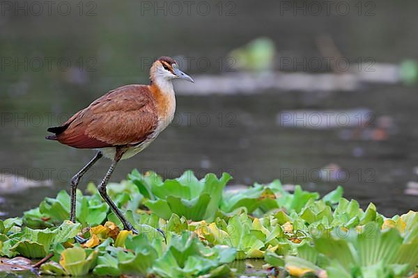 African Jacana