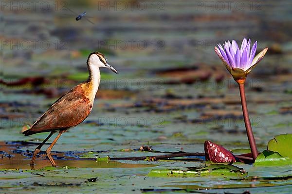 Actophilornis africana