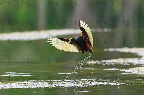 Northern jacana