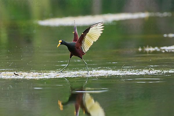 Northern jacana