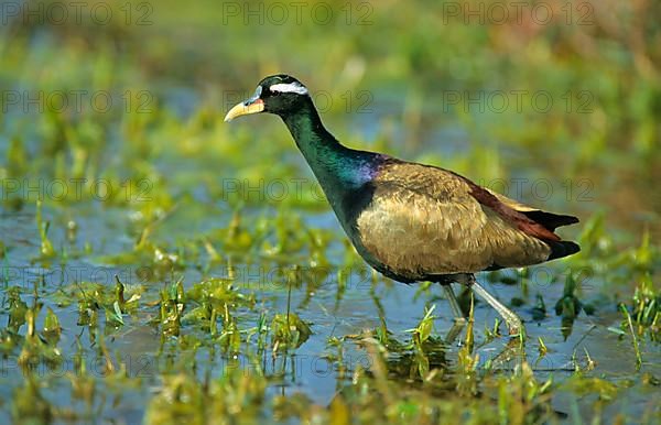 Bronze-winged jacana