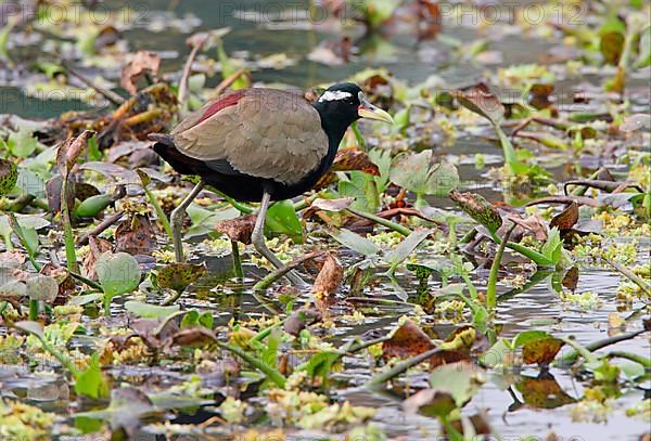 Bronze-winged jacana