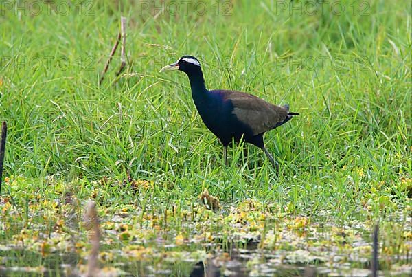 Bronze-winged jacana