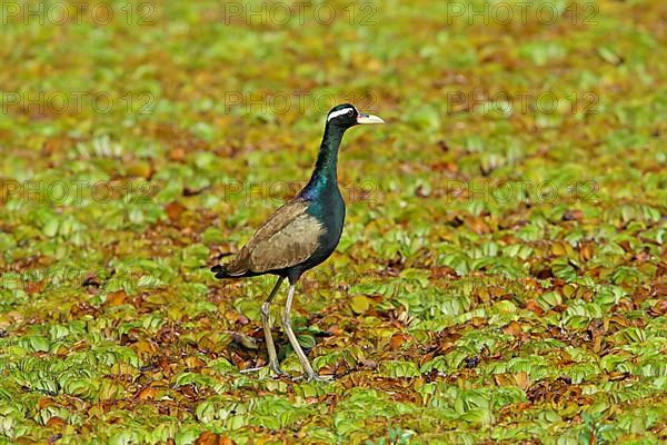 Bronze-winged Jacana