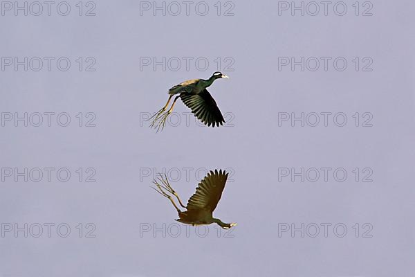 Bronze-winged Jacana