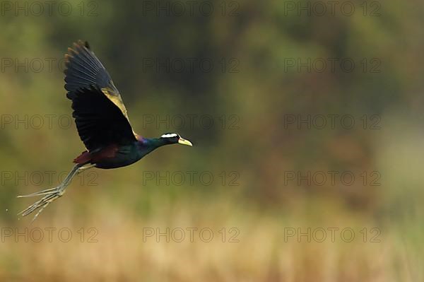 Bronze-winged jacana